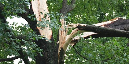 Tree Service, Tree Removal, Tree Care, Tree Trimming, Tree Cutting, Tree Company